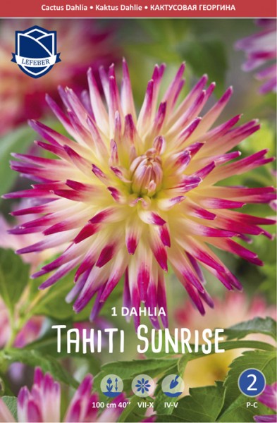 Kaktus-Dahlie -Tahiti Sunrise