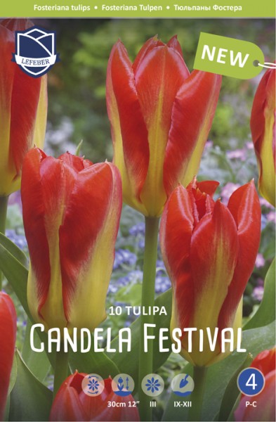 Tulpe "Candela Festival" - 10 Stück