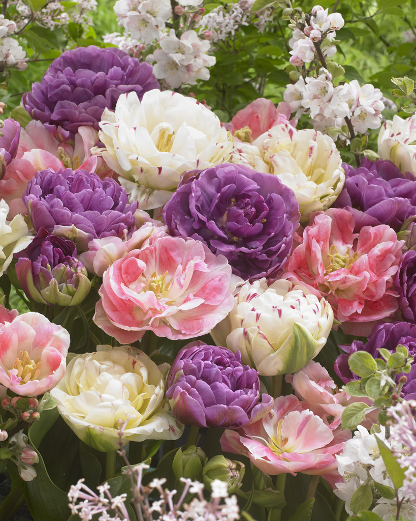 Tulpenzwiebeln 'Negrita' – 10 Stück, Lila Blüten, Winterhart, Für Beet & Schnittblumen