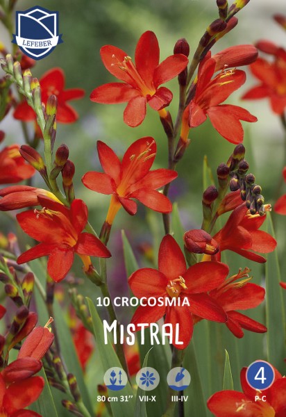 Montbretien / Crocosmia - Mistral - 10 Stück