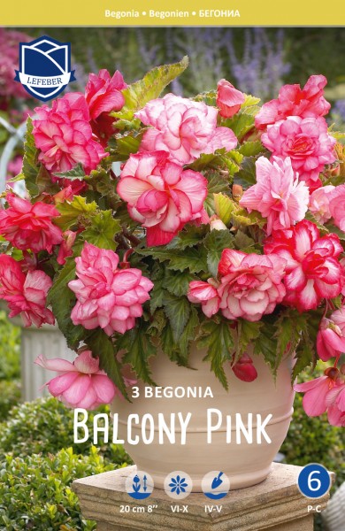 Knollenbegonie - Balcony Pink - 3 Stück