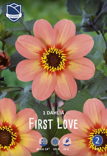 Mignon Dahlie First Love