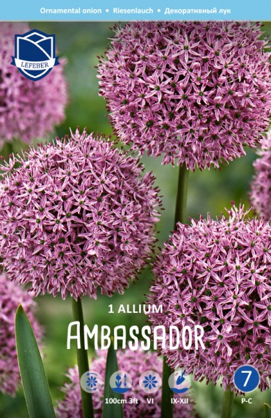 Allium Ambassador 1 Zwiebel XXL