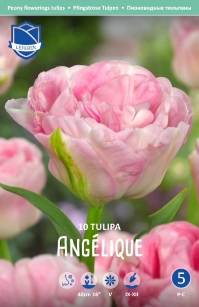 Gefüllte Tulpe Angelique