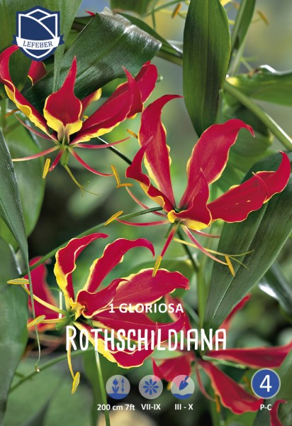 Gloriosa rothschildiana (Kletterlilie) - 1 Stück
