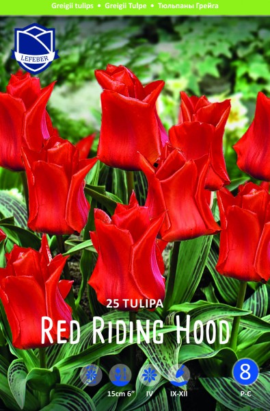 Tulpe Red Riding Hood (Rotkäppchen) (25)