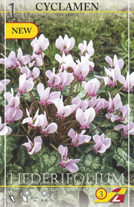 Cyclamen hederifolium -Alpenveilchen - 1 Stück