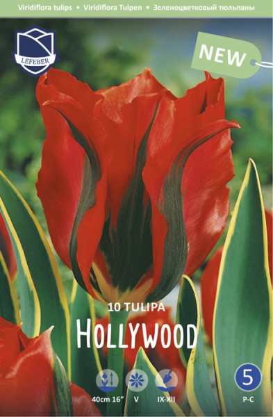 Viridiflora-Tulpe; Hollywood